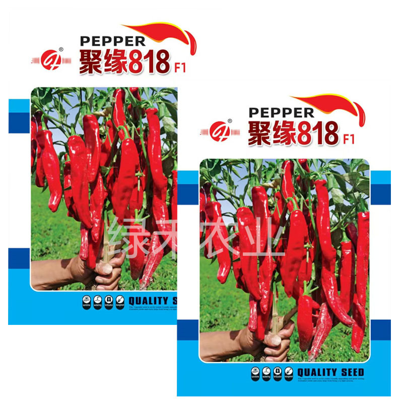 聚缘818辣椒种子中熟羊角形株型紧凑干鲜两用基地品种