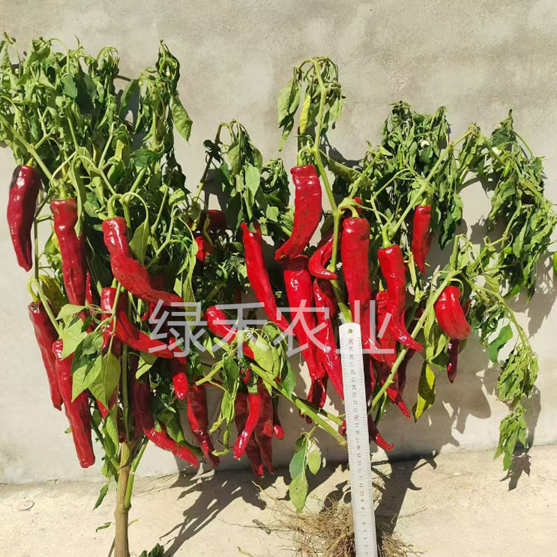 聚缘818辣椒种子中熟羊角形株型紧凑干鲜两用基地品种