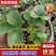 精品草莓苗品种规格齐全一手货源质量保证量大从优欢迎咨询