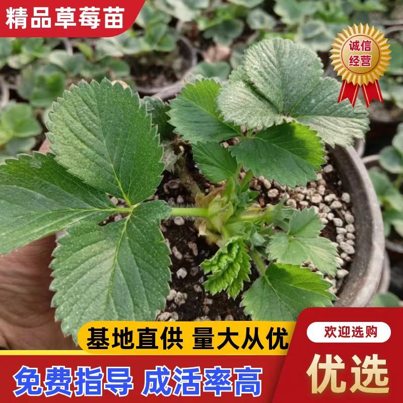 精品草莓苗品种规格齐全一手货源质量保证量大从优欢迎咨询