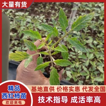 精品西红柿苗/番茄苗货源充足规格齐全欢迎咨询