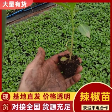 甜椒苗苗规格齐全一手货源质量保证量大从优欢迎咨询