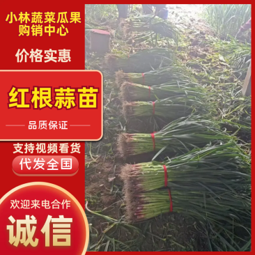 精品发货红根蒜苗协助装车专业代收代发供货量大进店咨询