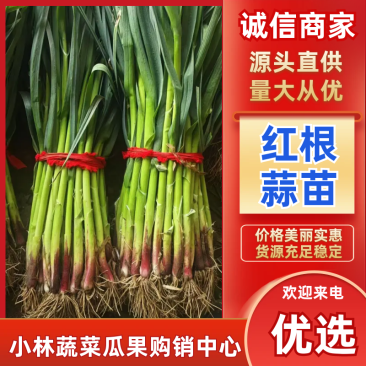 🔥【优选】山东红根蒜苗大量上市四季蒜苗保证品质万亩基地发货