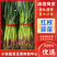 🔥【优选】山东红根蒜苗大量上市四季蒜苗保证品质万亩基地发货
