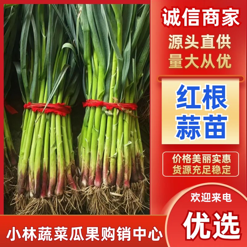 🔥【优选】山东红根蒜苗大量上市四季蒜苗保证品质万亩基地发货