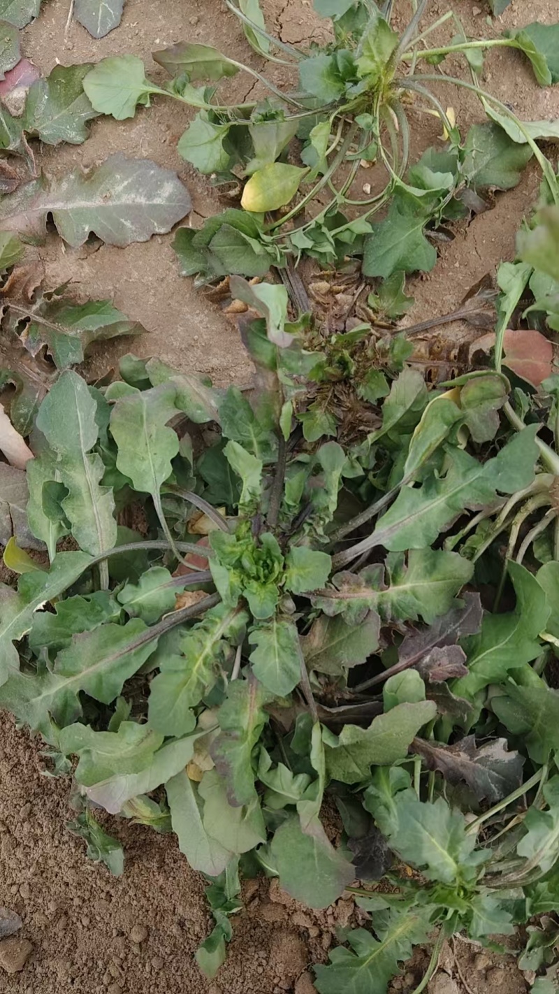 【精选】精品荠菜货源充足可实地考察视频看货保质保量