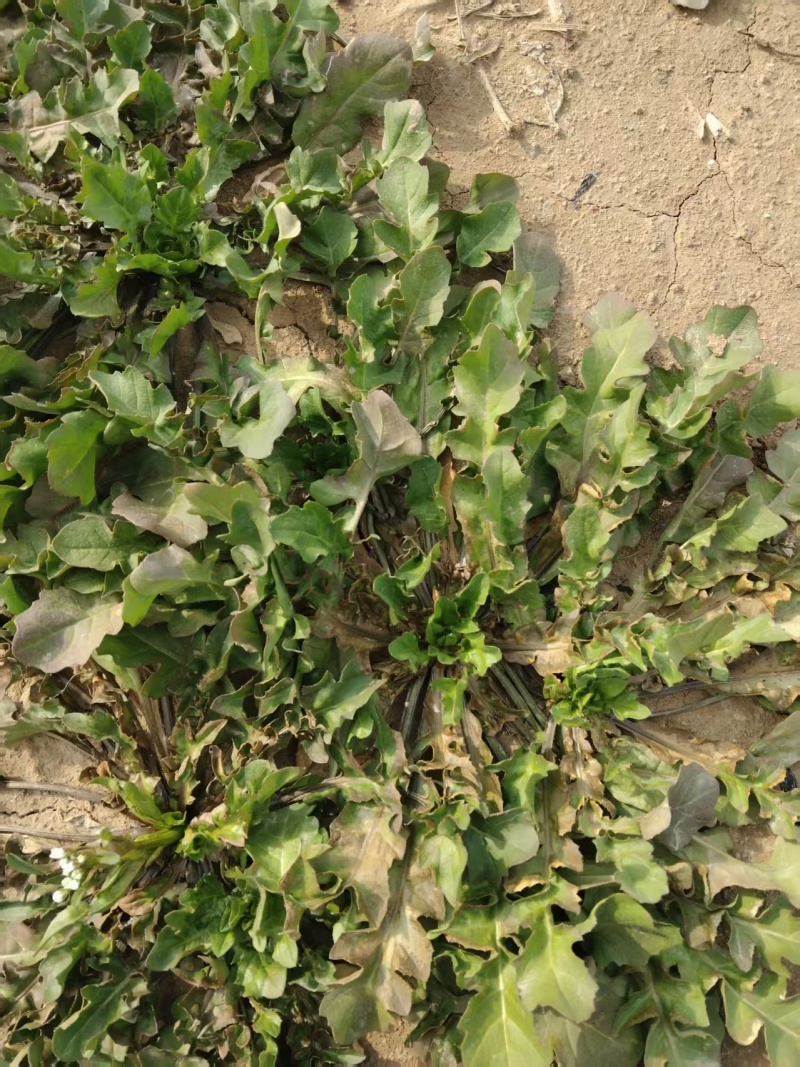 【精选】精品荠菜货源充足可实地考察视频看货保质保量