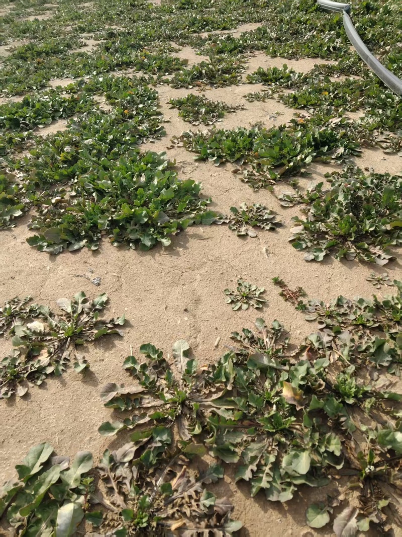 【精选】精品荠菜货源充足可实地考察视频看货保质保量