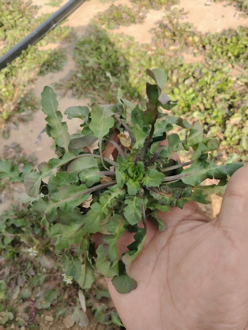【精选】精品荠菜货源充足可实地考察视频看货保质保量