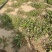 【推荐】精品荠菜货源充足新鲜采摘保质保量对接全国