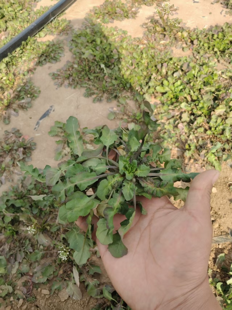 【热卖】精品荠菜产地直发按需分拣新鲜采摘量大优惠