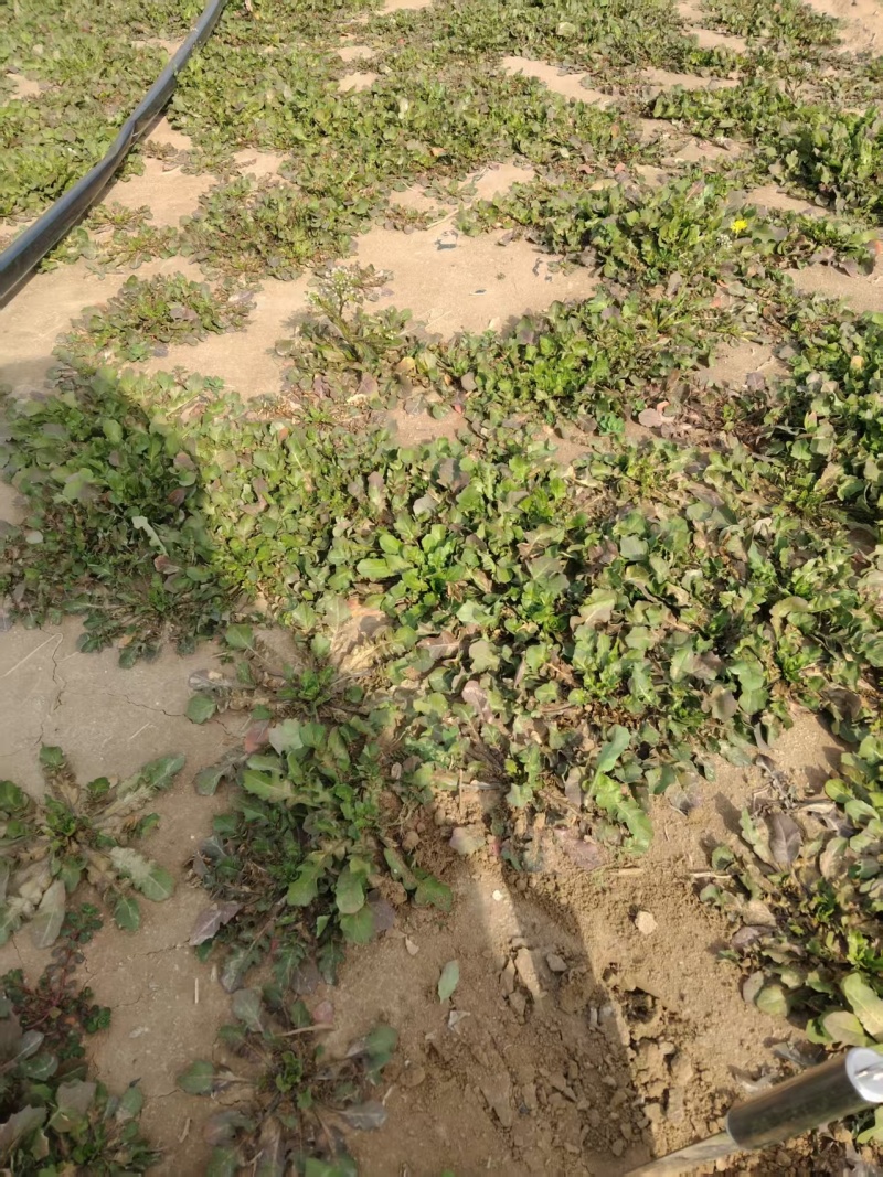 【热卖】精品荠菜产地直发按需分拣新鲜采摘量大优惠