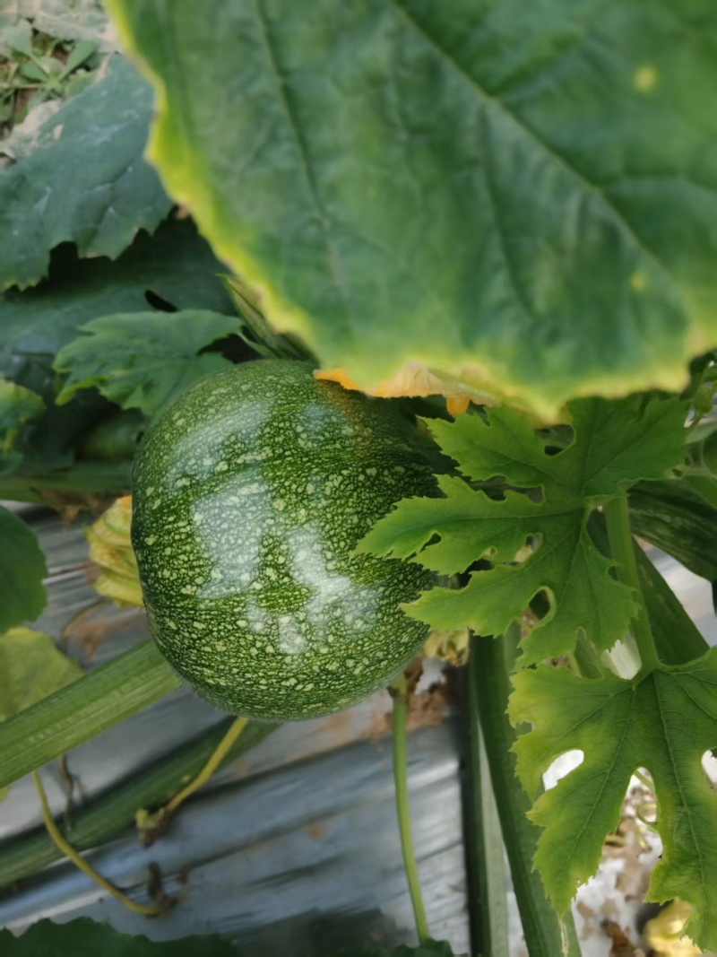 【推荐】西葫芦圆西葫芦产地直发货源充足按需分拣