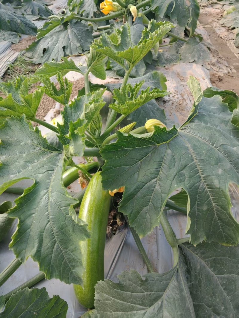 【热卖】绿皮西葫芦精品西葫芦产地一手货源对接全国
