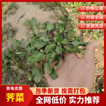 【热卖】精品荠菜产地直发按需分拣新鲜采摘量大优惠