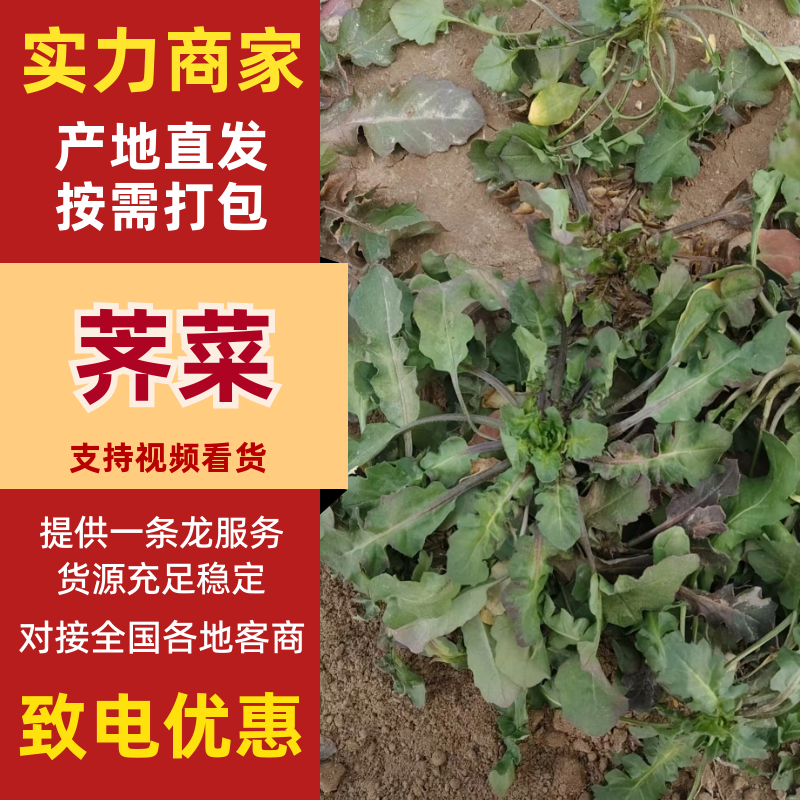 【推荐】精品荠菜货源充足新鲜采摘保质保量对接全国