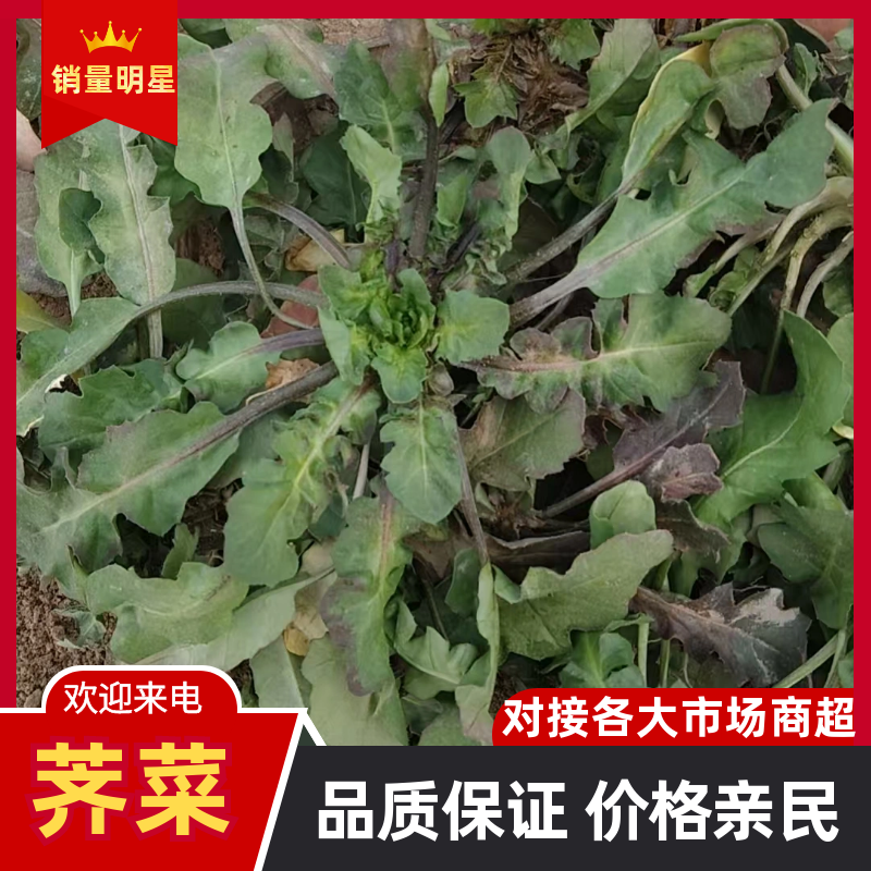 【精选】精品荠菜货源充足可实地考察视频看货保质保量