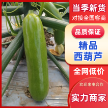 【热卖】绿皮西葫芦精品西葫芦产地一手货源对接全国