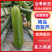 【热卖】绿皮西葫芦精品西葫芦产地一手货源对接全国