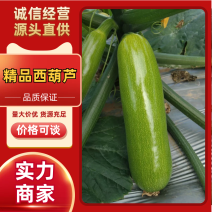 【推荐】西葫芦圆西葫芦产地直发货源充足按需分拣
