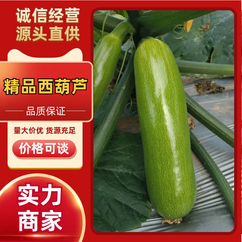 【推荐】西葫芦圆西葫芦产地直发货源充足按需分拣