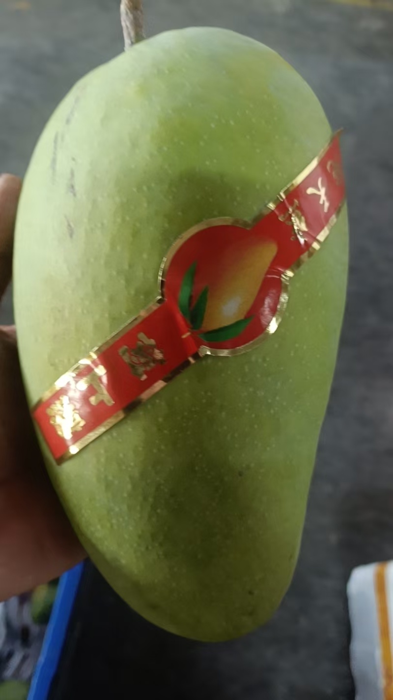 【实力推荐】金煌芒果产地直发量大从优可视频看货对接全国客