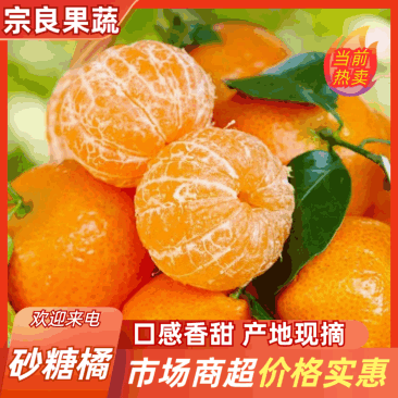 精品砂糖橘皮薄易剥水分充足走出口发全国价格面议进店讲价