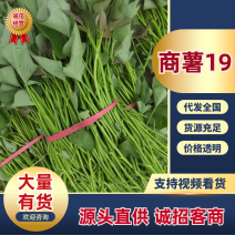 【热卖】特级商薯苗品种优良种植基地直发欢迎新老朋友电联