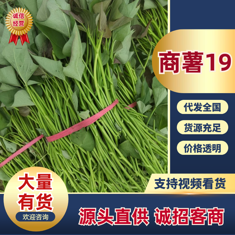 【热卖】特级商薯苗品种优良种植基地直发欢迎新老朋友电联