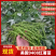 【齐全】河南特级红薯苗种植基地欢迎新老朋友来电咨询