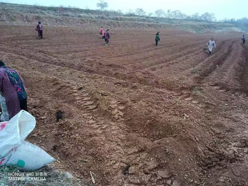 河南豫西宜阳丘领山区自产自销纯手工红薯粉