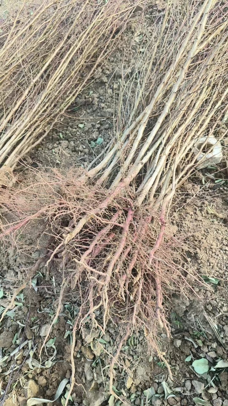 杏树野生苦杏仁苗正宗杏子树苗占地苗新鲜砧木山杏实生苗果树