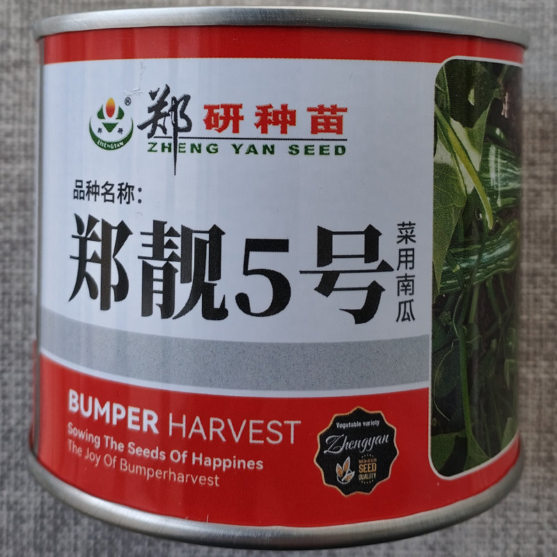 郑靓5号菜用南瓜种子早熟高产春秋菜南瓜种籽花皮长圆条形