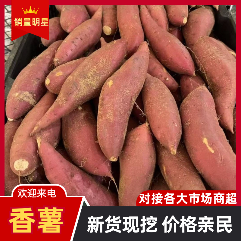 临安天目山小香薯，中果，源产地支持一件代发微商社区团购