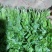江苏东台香菜大叶香菜新鲜现货量大从优实力代发全国
