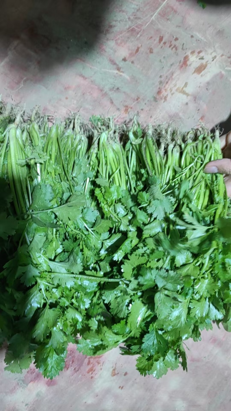 江苏东台香菜大叶香菜新鲜现货量大从优实力代发全国