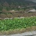 江苏东台香菜大叶香菜新鲜现货量大从优实力代发全国