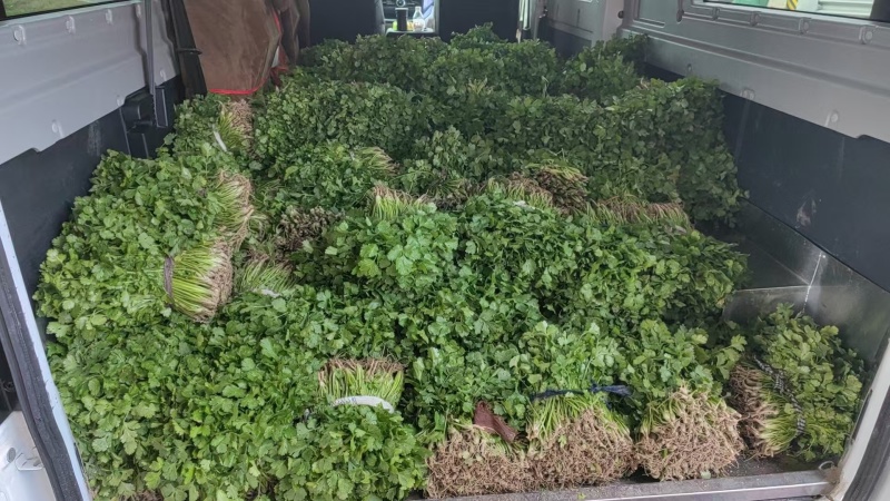 江苏东台香菜大叶香菜新鲜现货量大从优实力代发全国