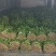 江苏东台香菜大叶香菜新鲜现货量大从优实力代发全国