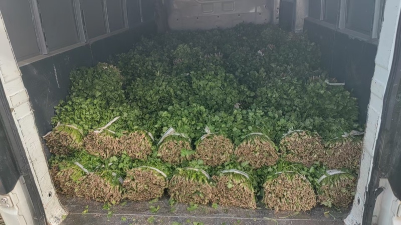 江苏东台香菜大叶香菜新鲜现货量大从优实力代发全国