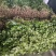 大棚大叶香菜，香气浓郁，量大从优品质保证欢迎联系
