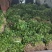 大棚大叶香菜，香气浓郁，量大从优品质保证欢迎联系