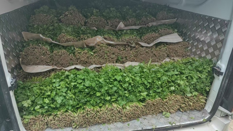 大棚大叶香菜，香气浓郁，量大从优品质保证欢迎联系
