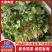 江苏东台香菜大叶香菜新鲜现货量大从优实力代发全国