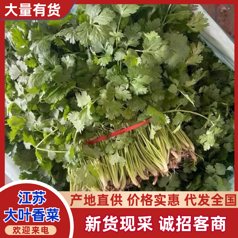 江苏东台香菜大叶香菜新鲜现货量大从优实力代发全国