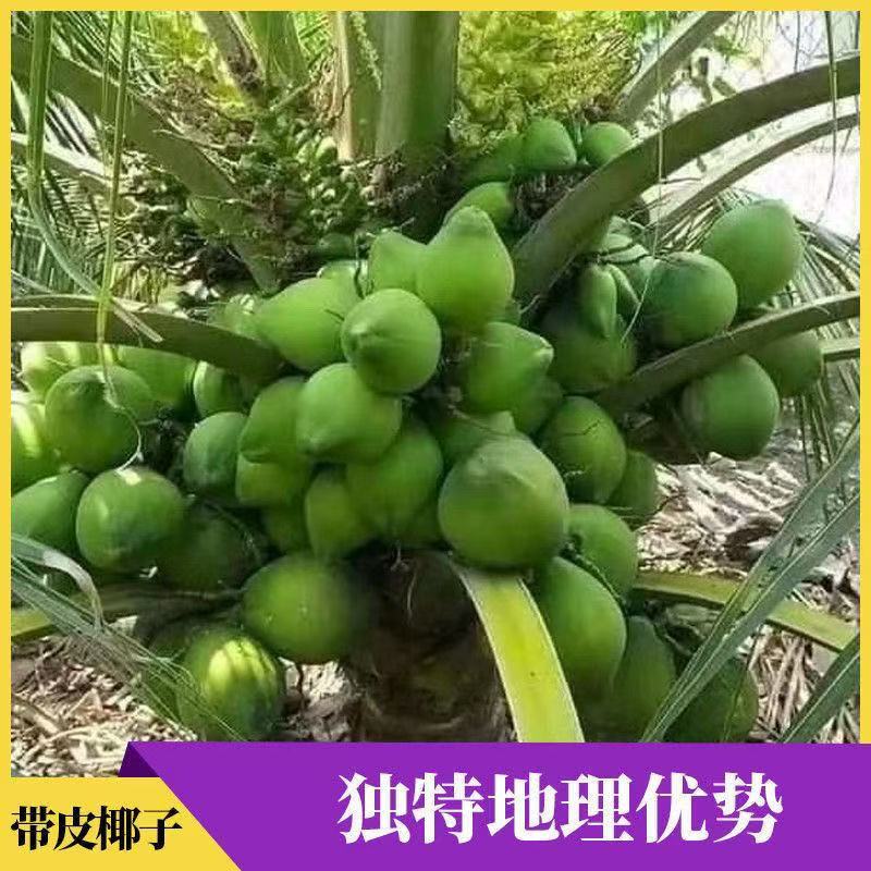 椰子，对接全国，电商市场档口，可议价，量大优惠