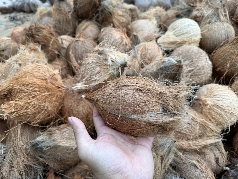 东郊毛椰🥥对接全国，电商市场档口，可议价，量大优惠