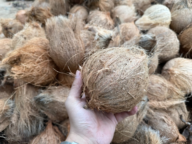 东郊毛椰🥥对接全国，电商市场档口，可议价，量大优惠