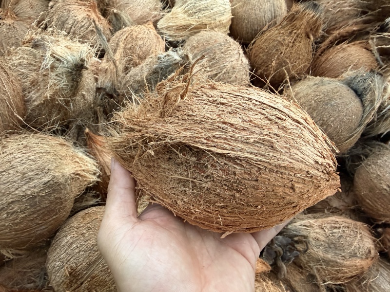 东郊毛椰🥥对接全国，电商市场档口，可议价，量大优惠